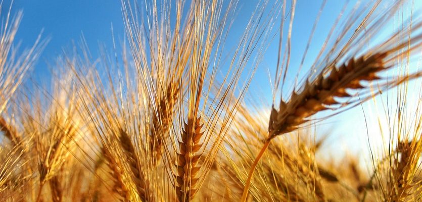 Introducing terraced cultivation and sustainable pest and plant disease control to enhance Egyptian wheat production, with a focus on achieving higher yields and improving farmers' income
