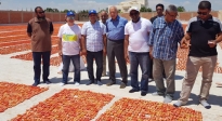 Sun-dried tomatoes: a solution to reduce losses in the Egyptian tomato value chain and open new market opportunities