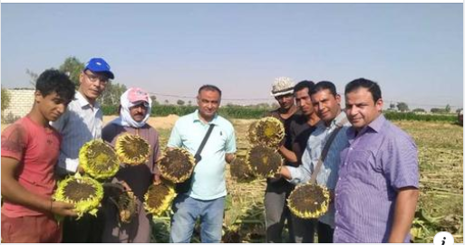 Oilseed sunflower cultivation in Egypt