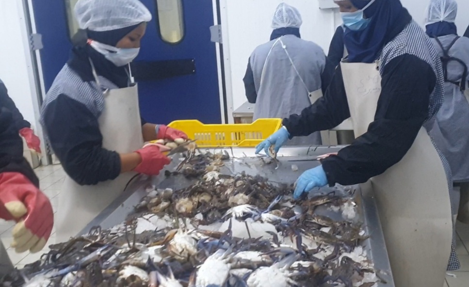 Blue Crab: from Alien Species to Economic Opportunity