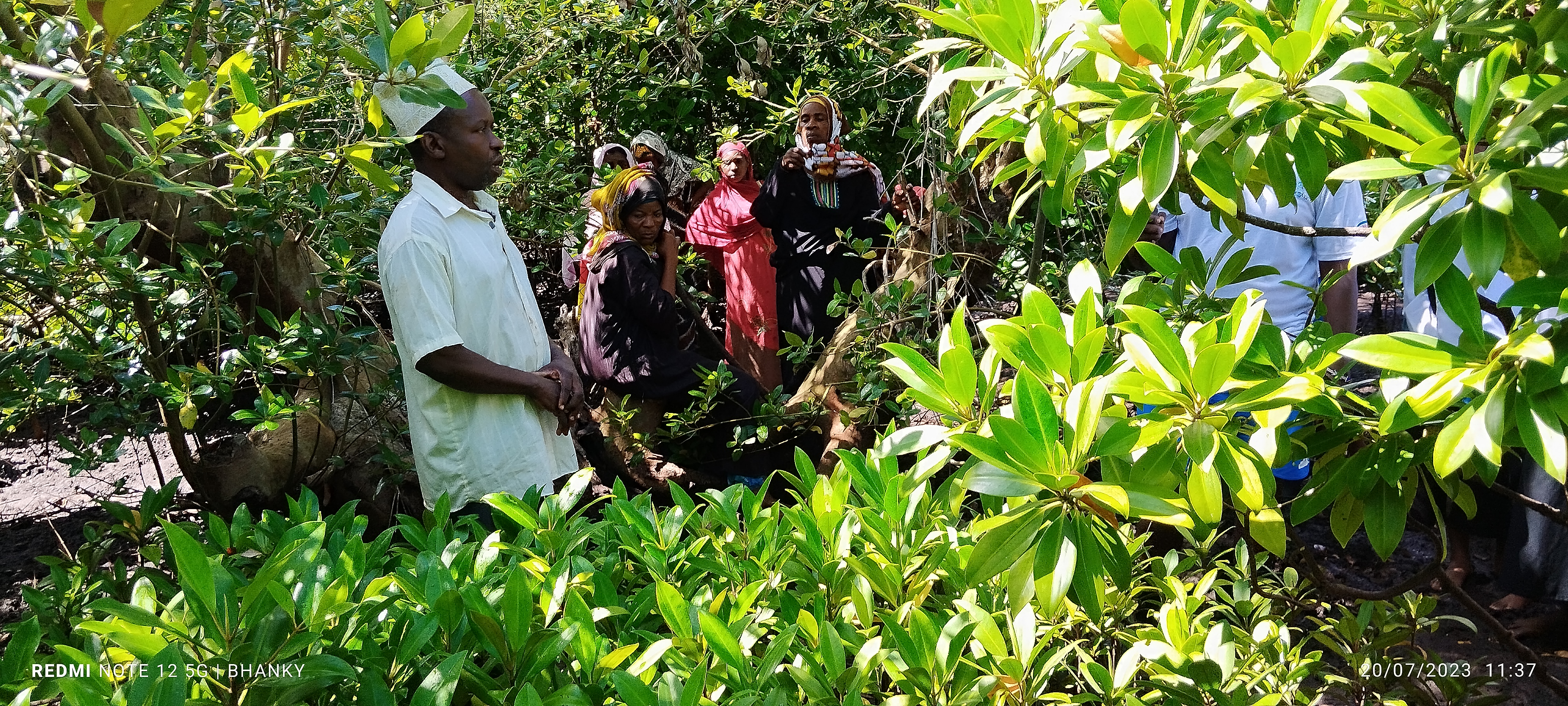 Zanzibar's coastal sustainability: a mangrove restoration initiative