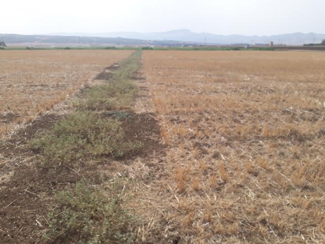 Effect of conservation agriculture practice on the yield and quality of legumes (chickpea & fava bean)