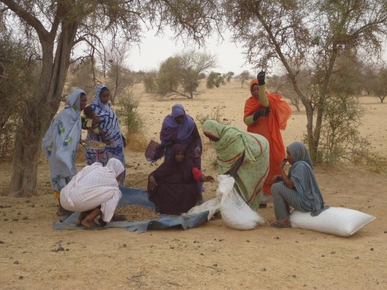 Empowering women through Toogga oil: sustainable development and community resilience in Mauritania's Sahel region