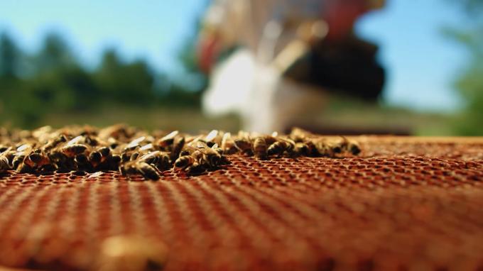 A special recognition   to the Serbian honey