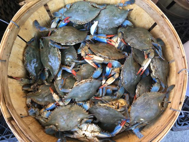 Blue Crab Crisis: Threat or Opportunity?