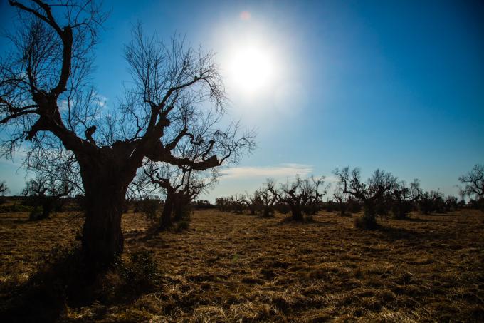 Xylella Never Left