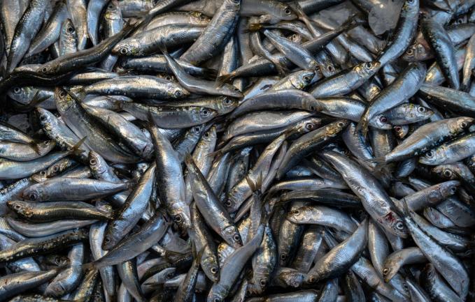 Eritrea: Sardine Powder vs Malnutrition