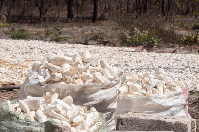 From subsistence to industry: how cassava production can thrive in coastal Kenya