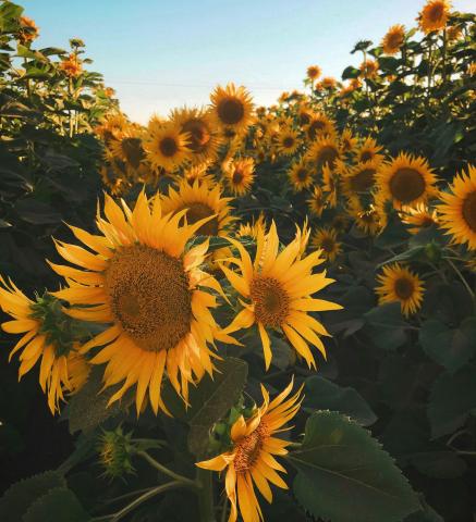 Sunflower Cultivation: A Growing Trend in Egypt