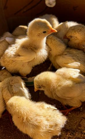 Poultry Villages: A Solution to Gender Inequality in Tribal Areas